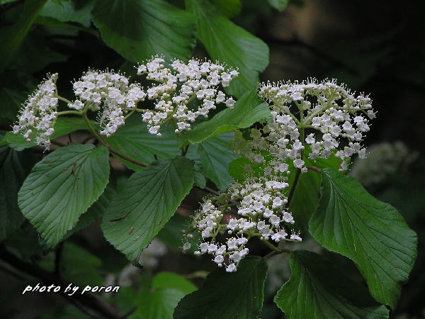 山田池公園の樹木種の開花（５月下旬）_c0137342_9265719.jpg