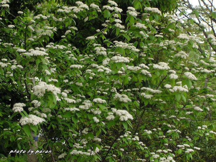 山田池公園の樹木種の開花（５月下旬）_c0137342_9295165.jpg