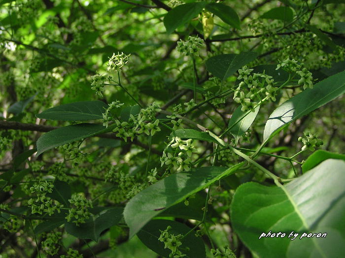 山田池公園の樹木種の開花（５月下旬）_c0137342_948791.jpg