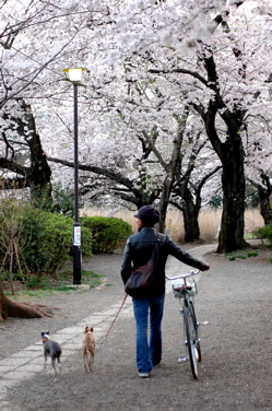 今更　桜・・　（善福寺編）_a0082146_21355939.jpg