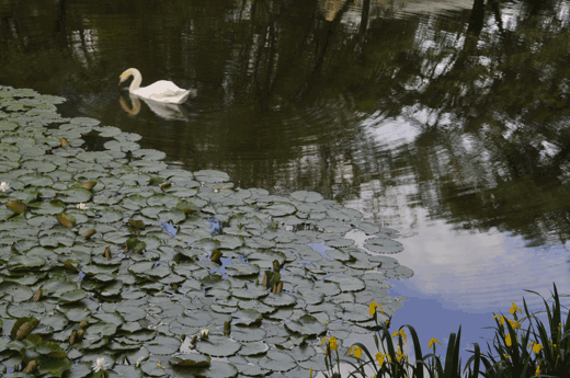 c0093046_016775.gif