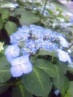 b0169850_1813755.jpg