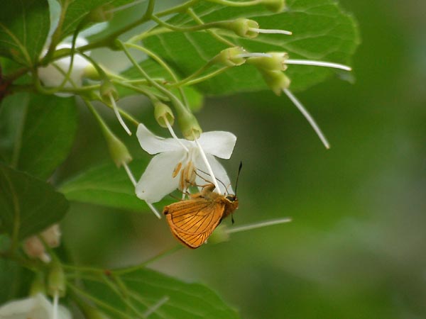 c0045352_115252100.jpg