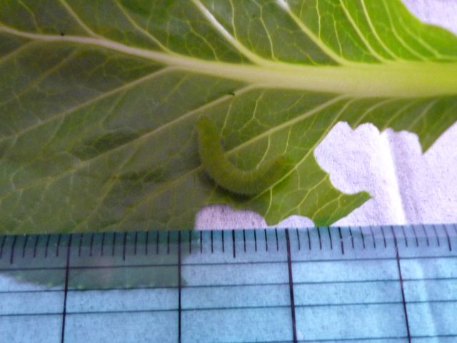 e0147757_12432694.jpg