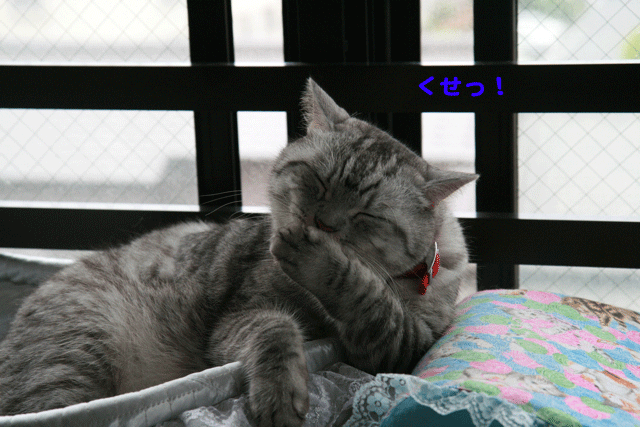 e0158561_2115158.gif