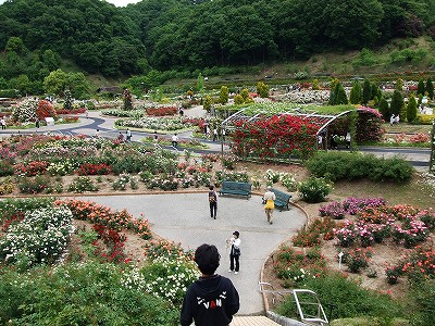 花フェスタ記念公園　_a0104162_20585388.jpg