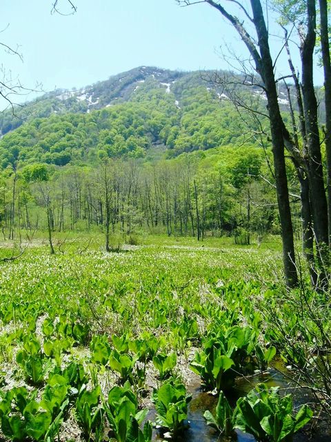 799) 鬼無里の水芭蕉_d0092767_457369.jpg