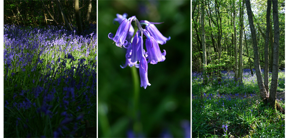  Sissinghurst /2_f0180668_20472046.jpg