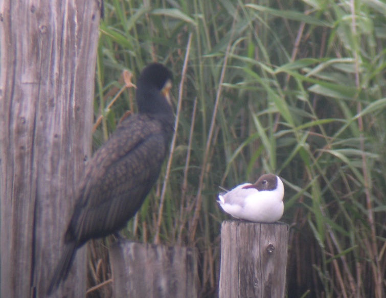 ★先週末の鳥類園(2009.5.23~24)_e0046474_2122388.jpg