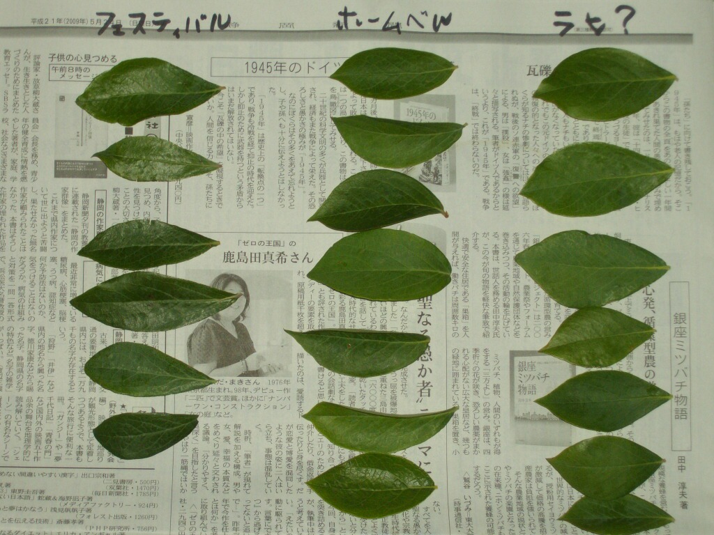 ブルーベリーの葉の特徴７ フェスティバル ホームベル ラヒ オノ ブルーベリーの育て方 栽培 ブルーベリー ノート Blueberrynote