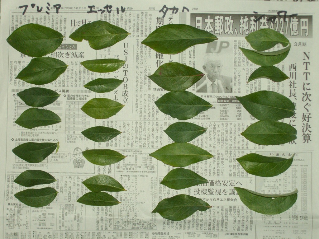 ブルーベリーの葉の特徴６ プレミア エッセル タカへ ブルーシャワー ブルーベリーの育て方 栽培 ブルーベリー ノート Blueberrynote