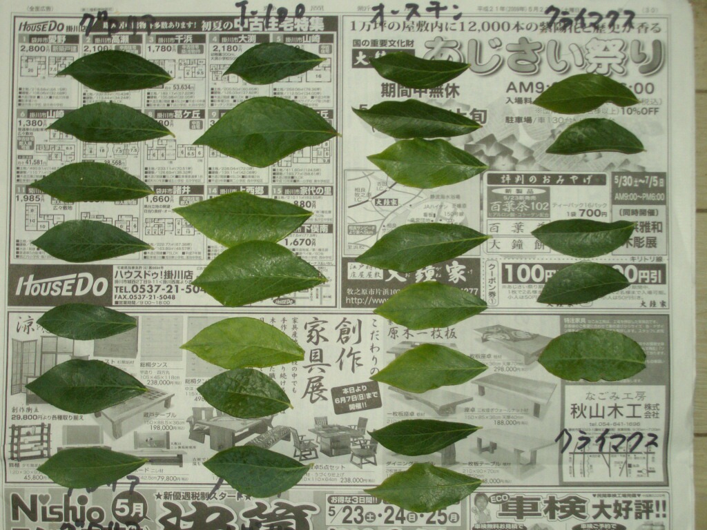 ブルーベリーの葉の特徴１ グロリア ノビリス T 100 オースチン クライマックス ブルーベリーの育て方 栽培 ブルーベリー ノート Blueberrynote