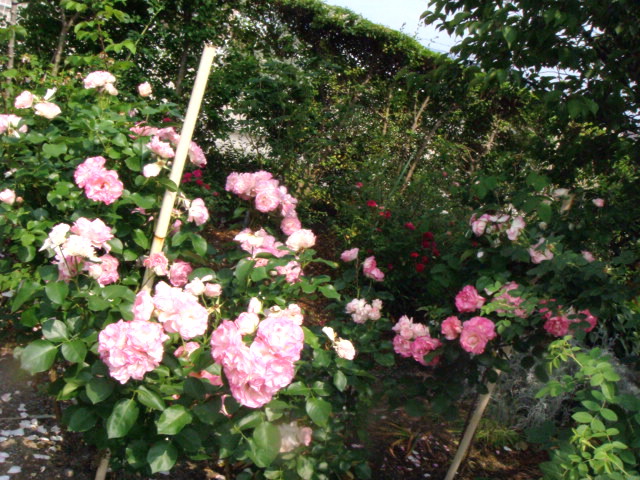 e0154682_21464335.jpg