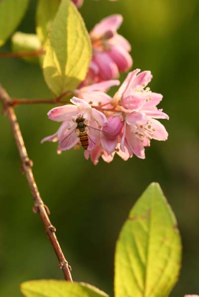 c0177785_545130.jpg