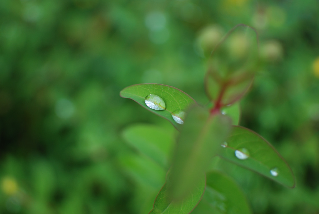 雨上がりの緑道　その1_f0147385_21292879.jpg