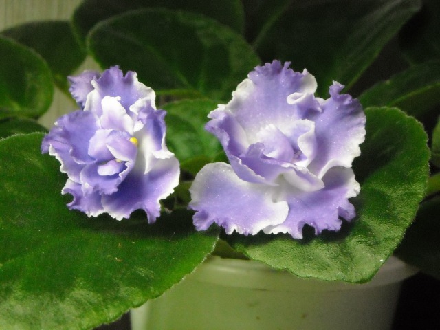f0059491_18374312.jpg