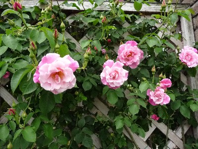 c0108693_14175535.jpg