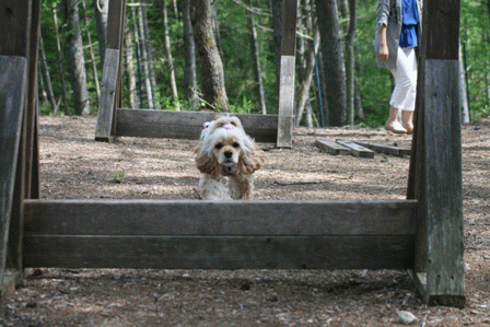c0128303_14164589.gif