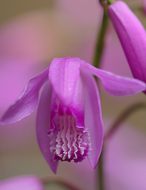 e0039703_12583616.jpg