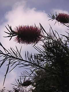 d0052904_1114315.jpg