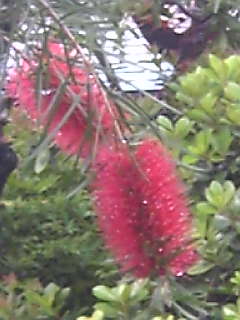 d0052904_1114320.jpg
