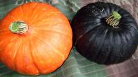 かぼちゃ、初収穫_d0026905_20274688.jpg