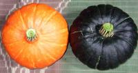 かぼちゃ、初収穫_d0026905_202844.jpg
