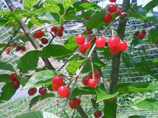 c0149408_21285645.jpg