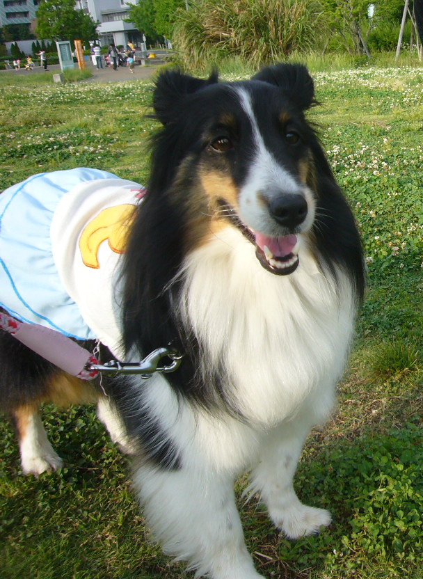 e0130008_2037186.jpg