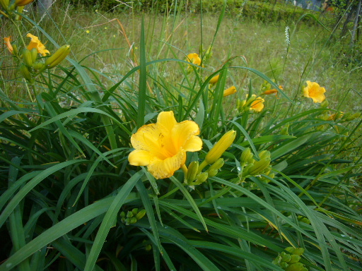 e0130008_20382669.jpg