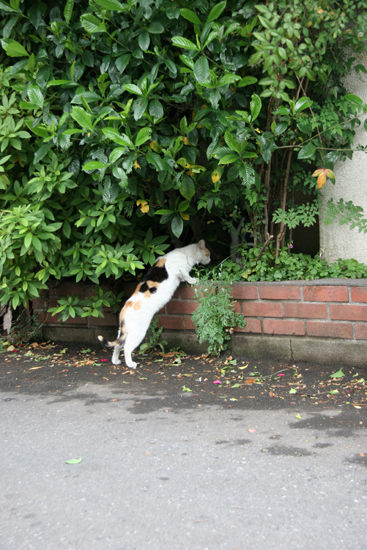 猫のいる風景2_f0155210_022390.jpg