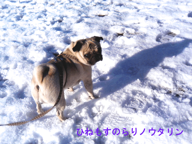 b0182613_1924411.gif