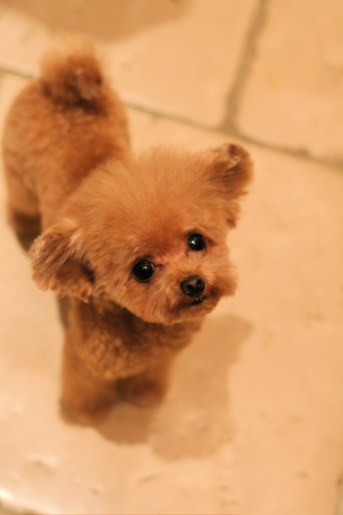 ベリーの子☆_d0060413_20133547.jpg