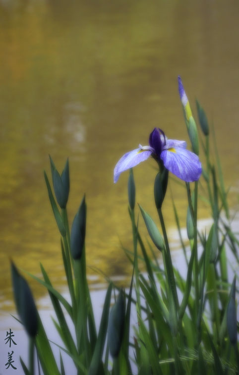 菖蒲_e0127416_1115753.jpg