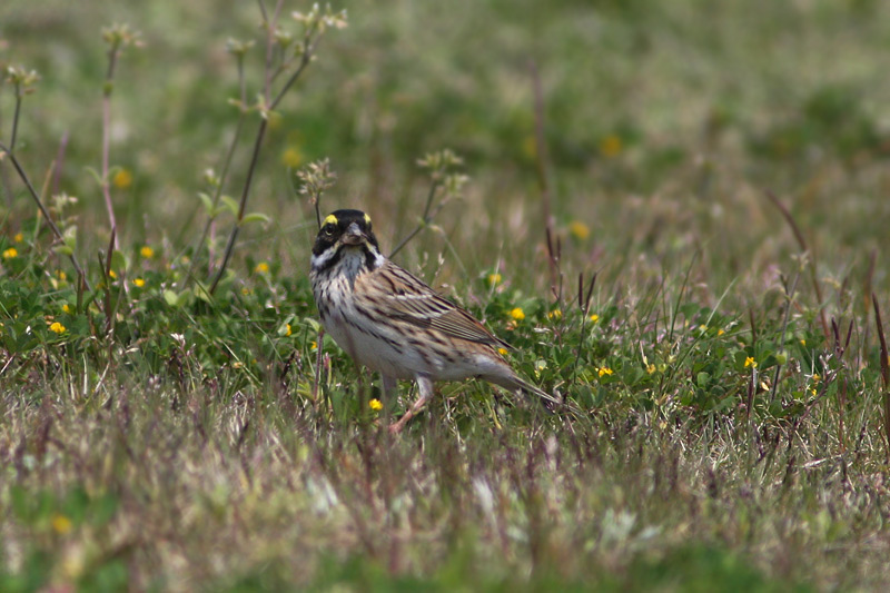 離島の渡り鳥-10/キマユホオジロ_f0178716_2521417.jpg