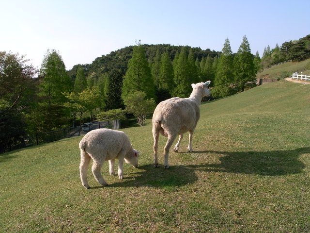 羊の親子【六甲山牧場】_f0209122_14381356.jpg