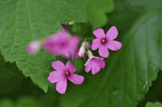 我が家の花_c0093046_7284744.gif