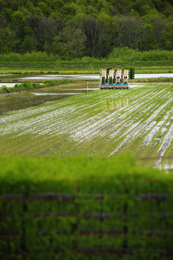 田植え_c0162846_22223927.jpg