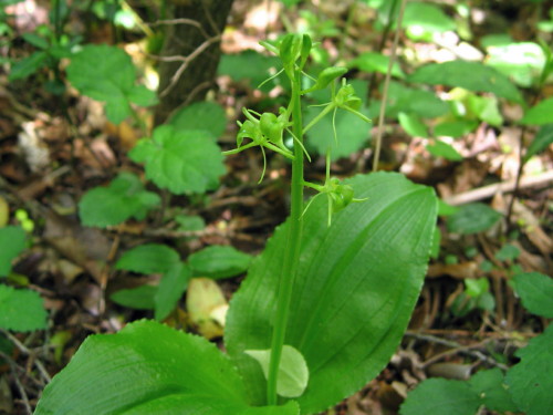 ６０回　９６座　２００９年５月２５日　雲仙　九千部岳_c0179351_21131885.jpg