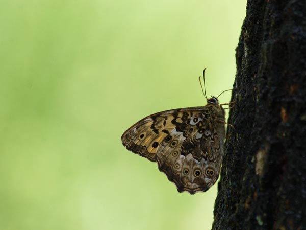 c0045352_17375690.jpg