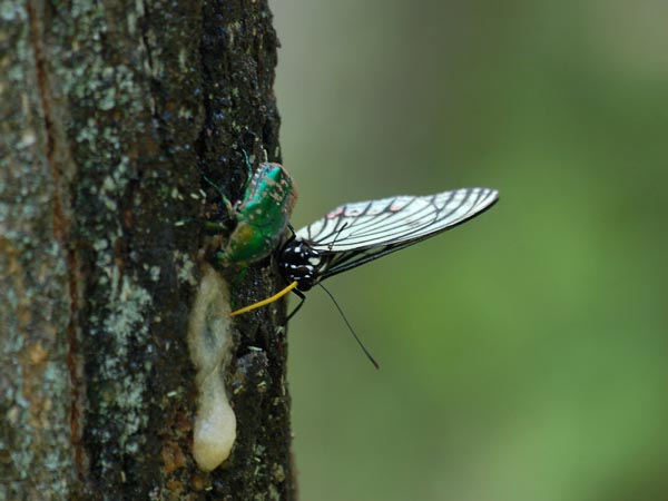 c0045352_17383051.jpg