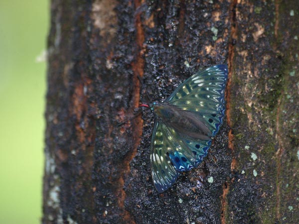 c0045352_17385977.jpg
