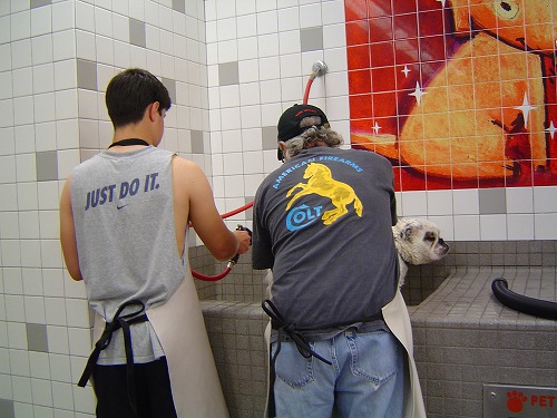 Self-service Pet Wash_f0200756_16212916.jpg