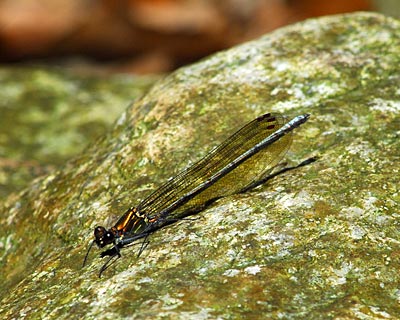 e0035757_21113912.jpg