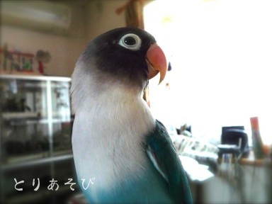 翼の生えた子犬_e0147757_2025751.jpg