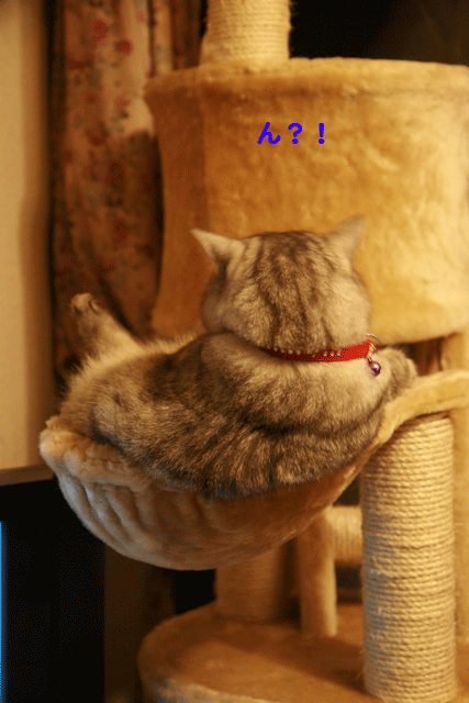 e0158561_2332297.gif