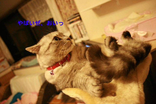 e0158561_23323651.gif