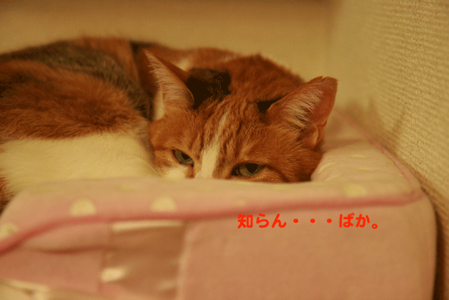 e0158561_23324947.gif