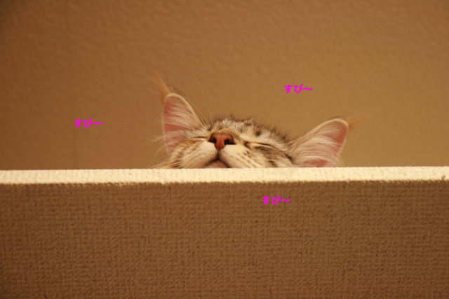 e0158561_2333166.gif