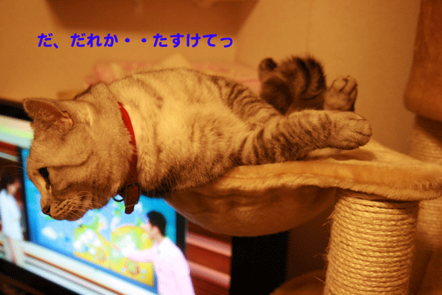 e0158561_2333374.gif